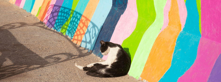 Chat Essaouira